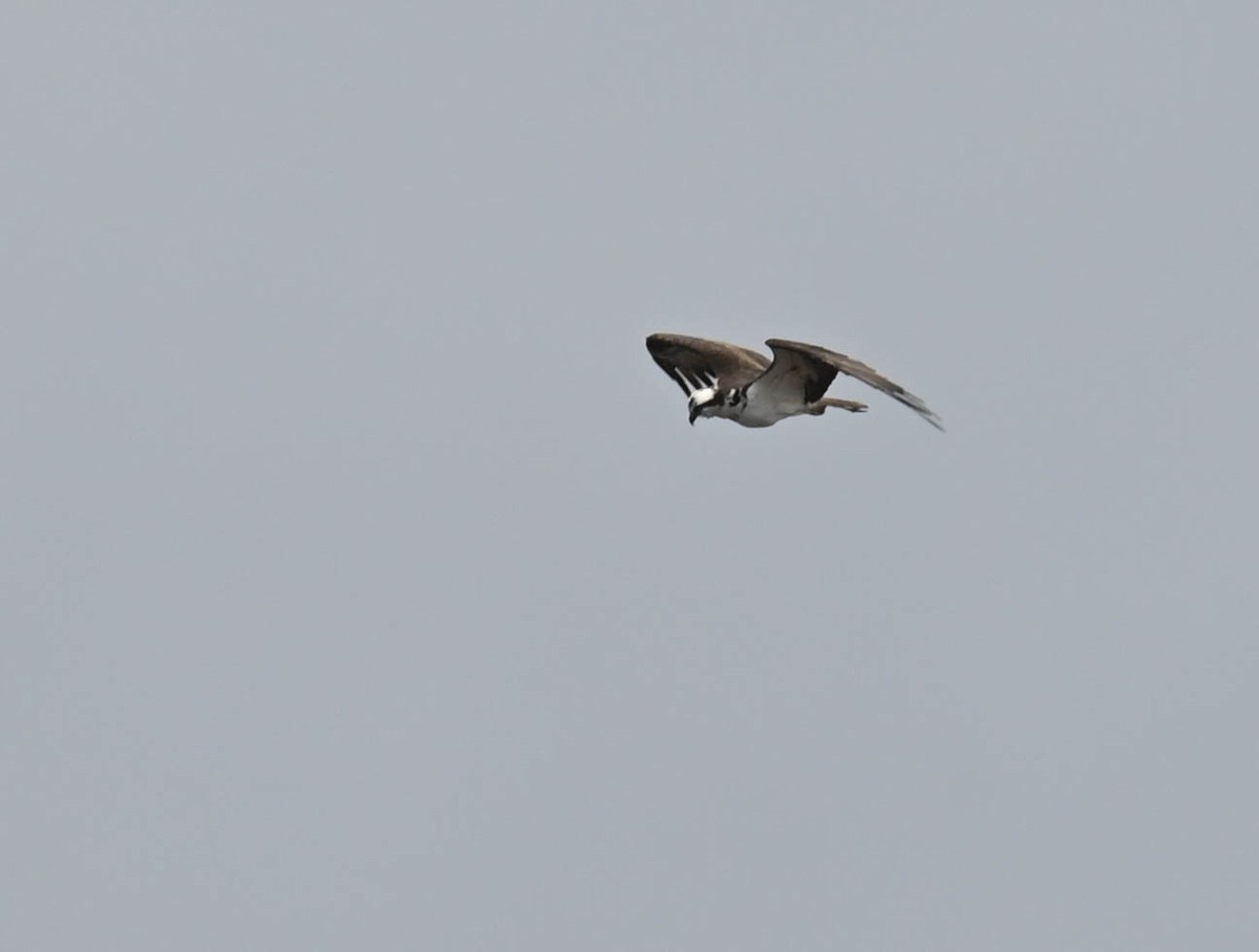 Osprey - ML634338406