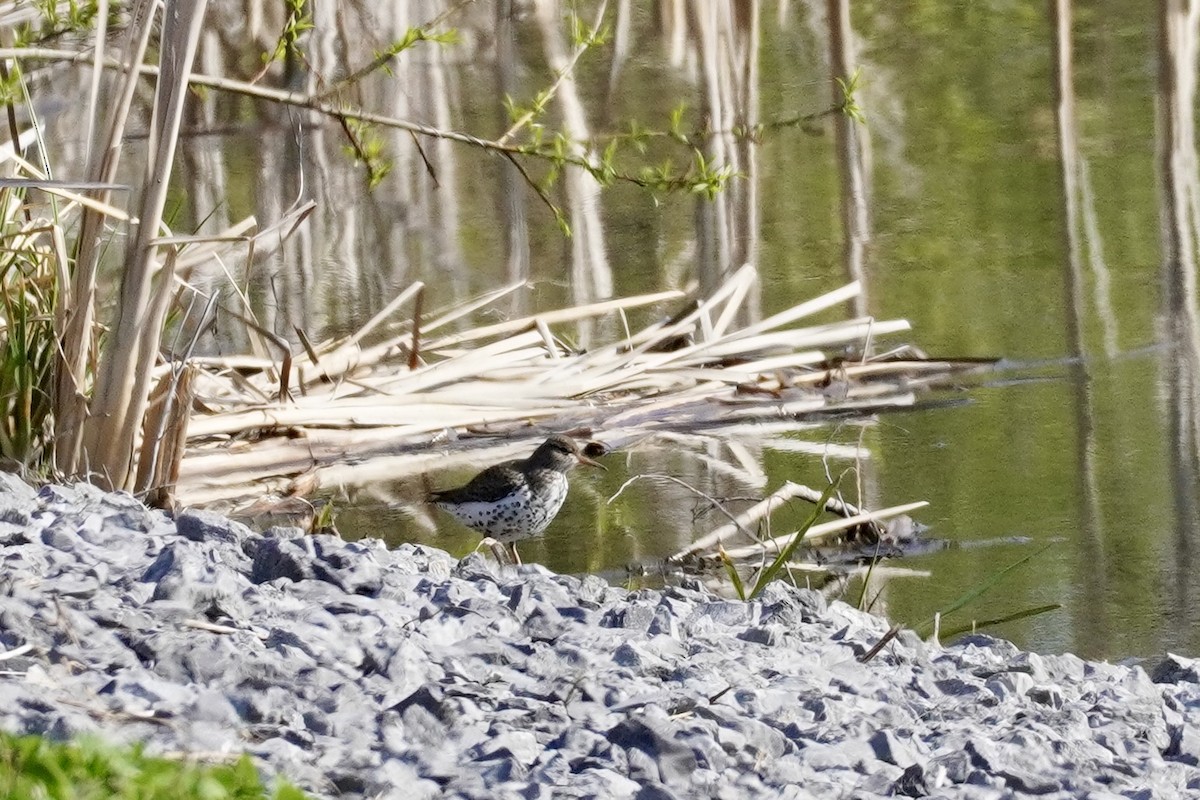 Spotted Sandpiper - ML634338465