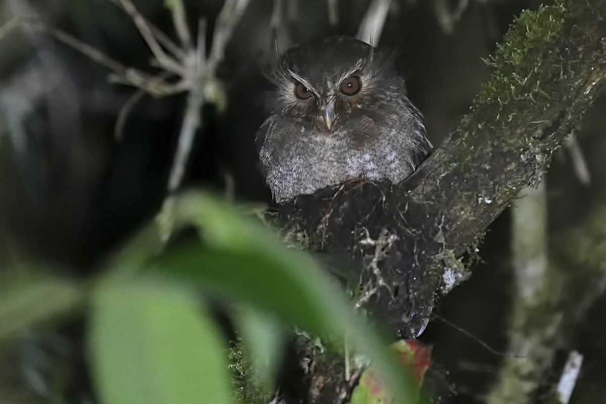 Long-whiskered Owlet - ML634338516
