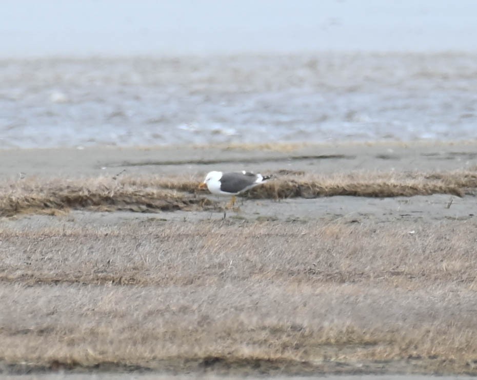 Lesser Black-backed Gull - ML634338574