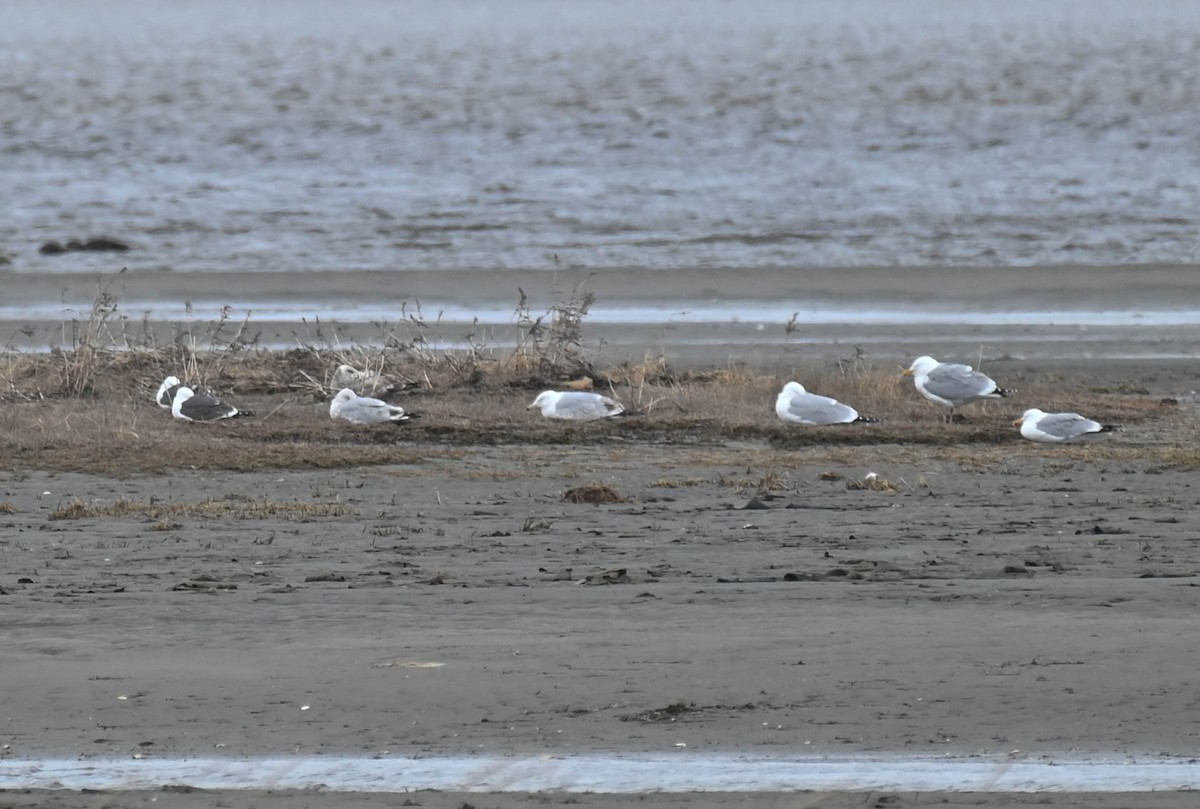 Lesser Black-backed Gull - ML634338576
