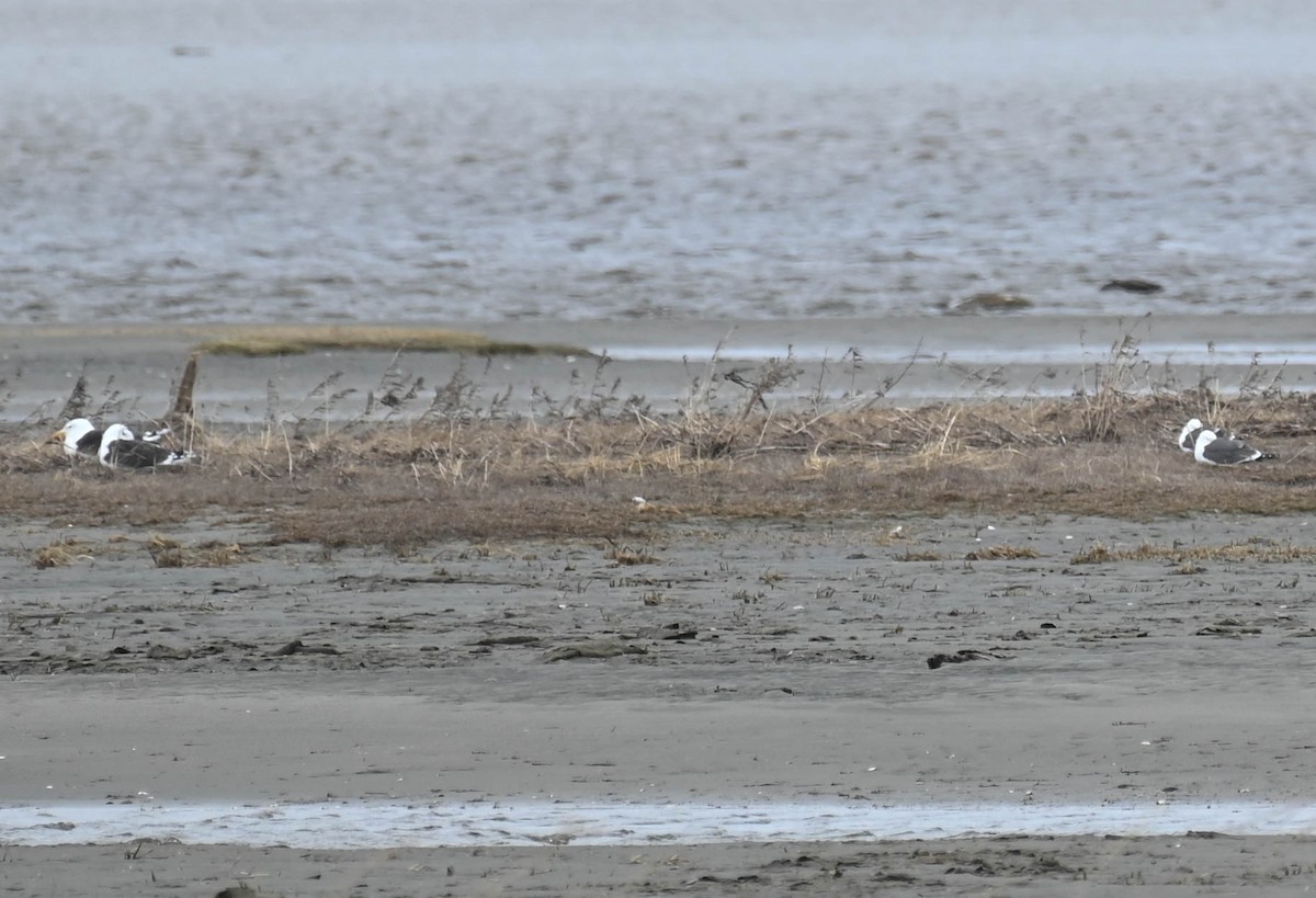 Lesser Black-backed Gull - ML634338577