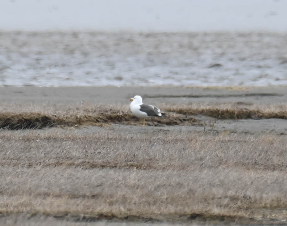 Lesser Black-backed Gull - ML634338579