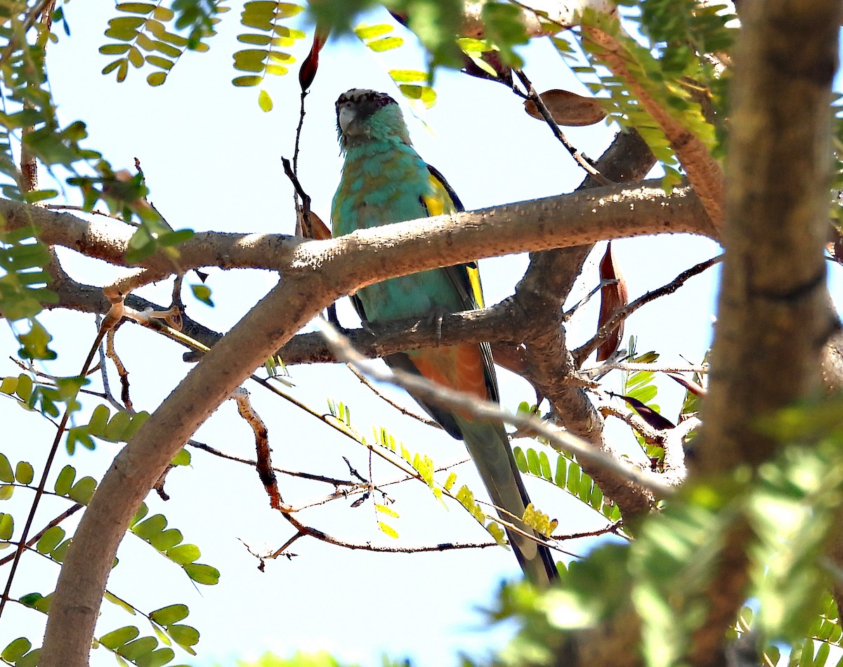 Hooded Parrot - ML634338599