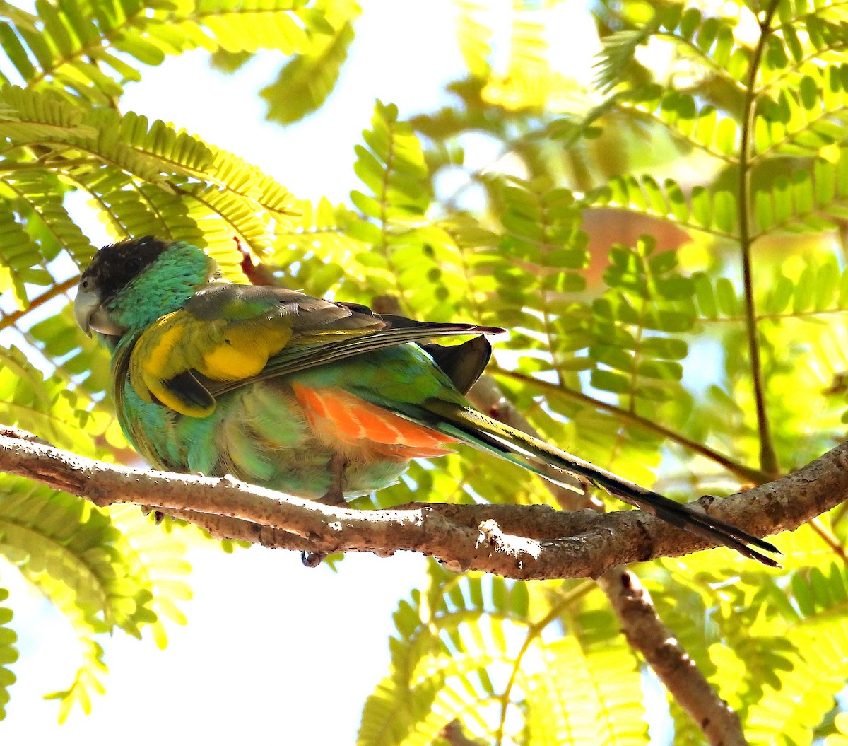 Hooded Parrot - ML634338600