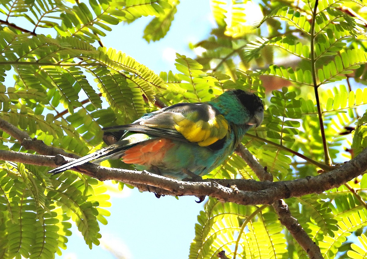 Hooded Parrot - ML634338601