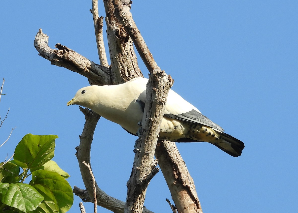 holub pobřežní - ML634338753