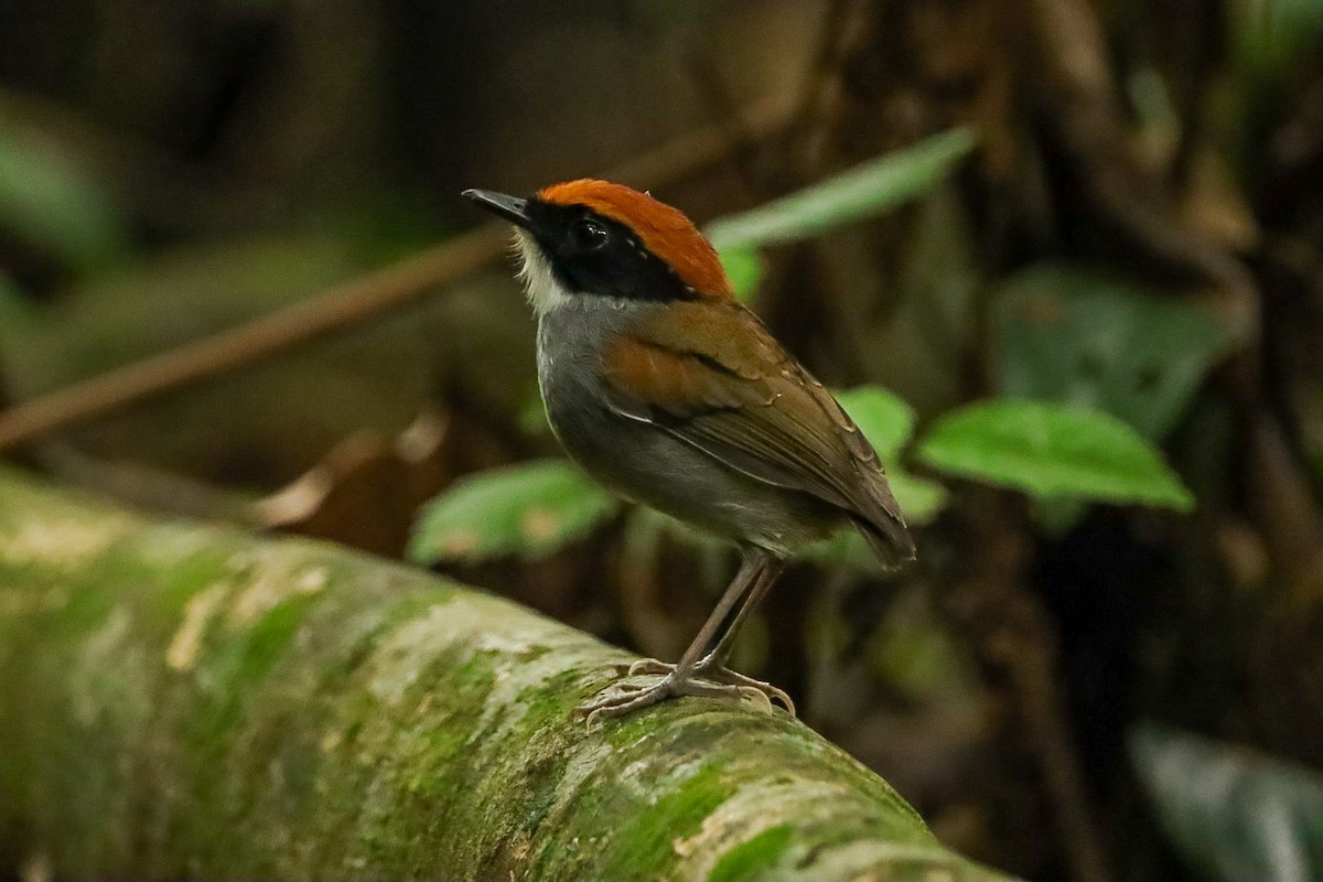 Black-cheeked Gnateater - ML634338896