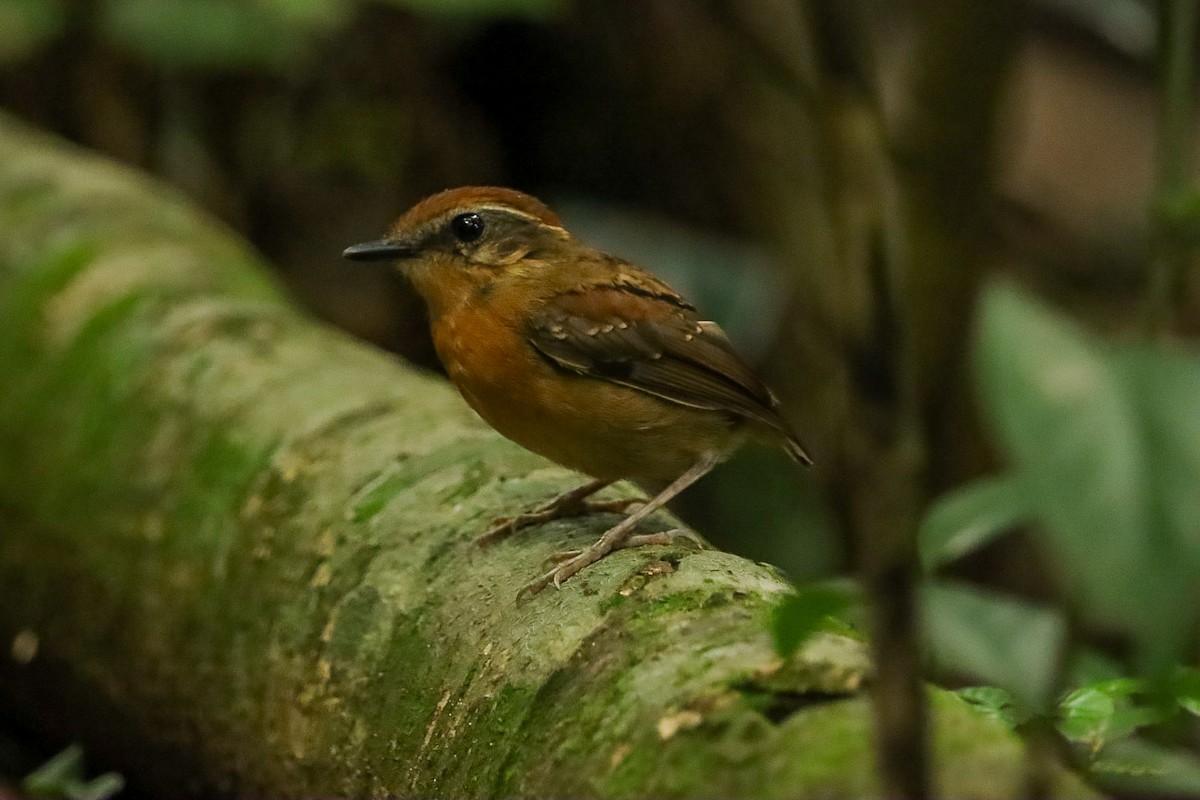 Black-cheeked Gnateater - ML634338897