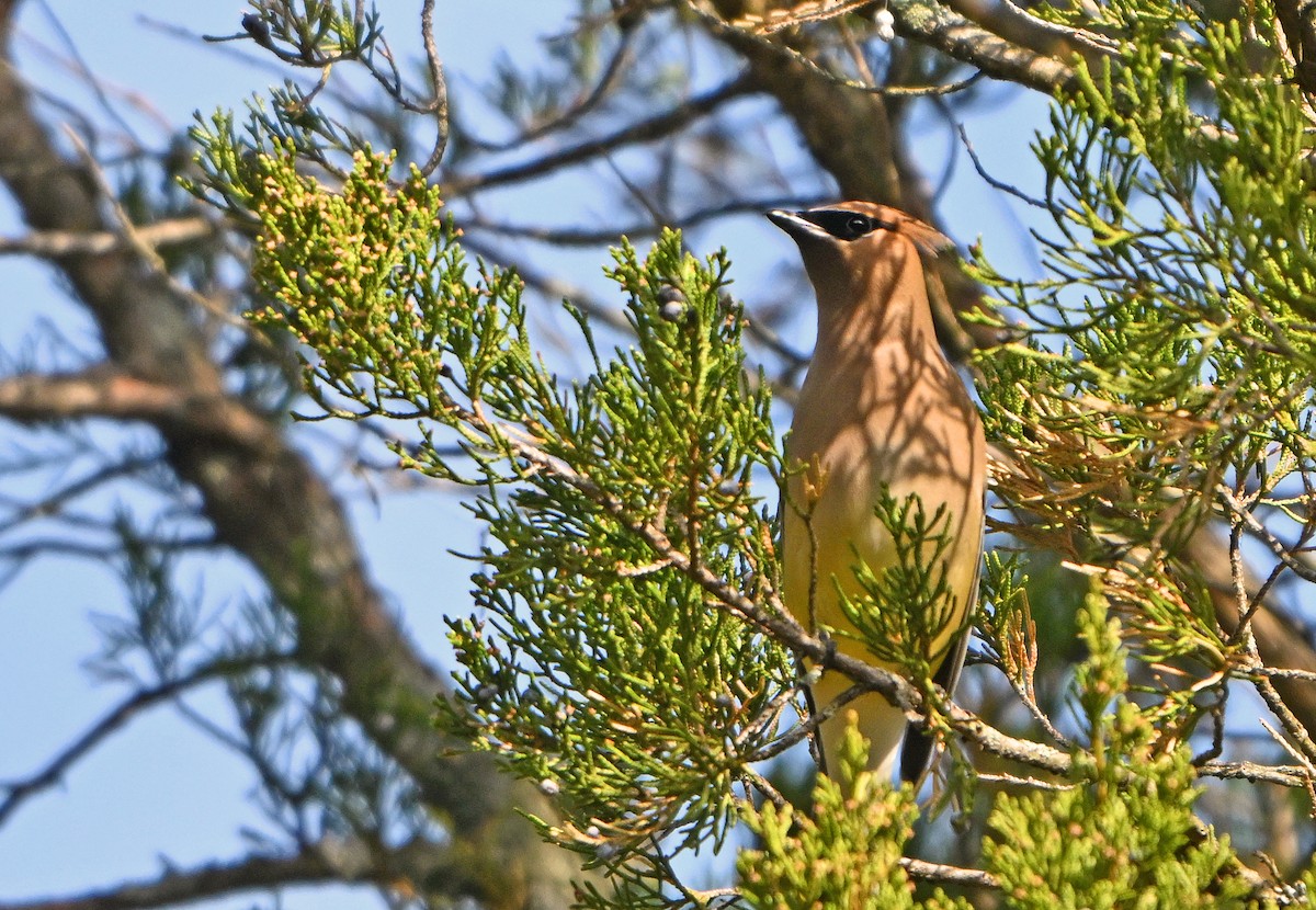 Cedar Waxwing - ML634339006