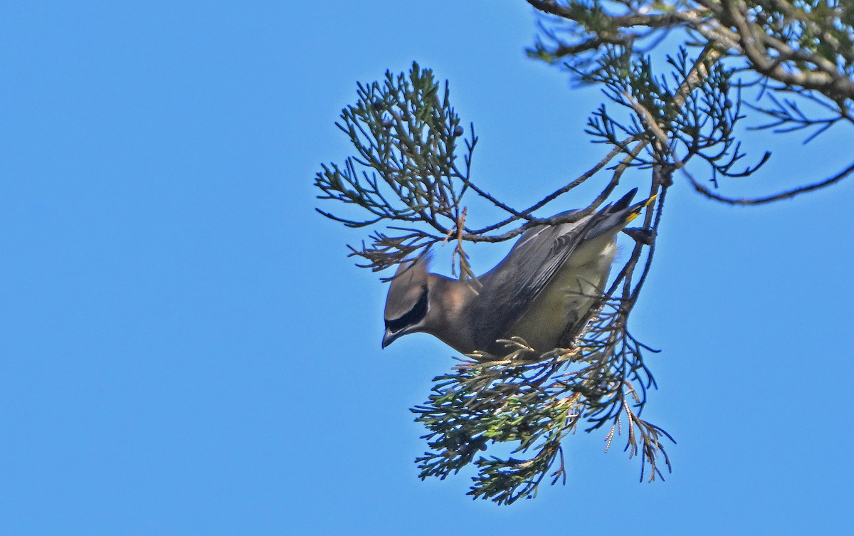 Cedar Waxwing - ML634339007