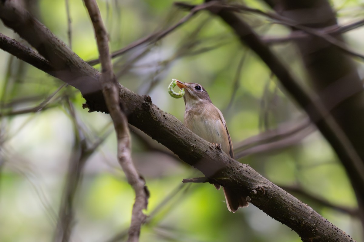 Brown-breasted Flycatcher - ML634339059