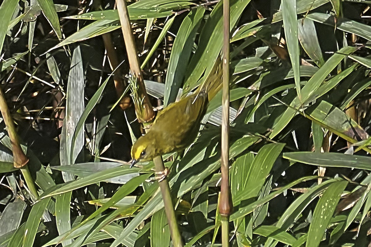 Citrine Warbler - ML634339196