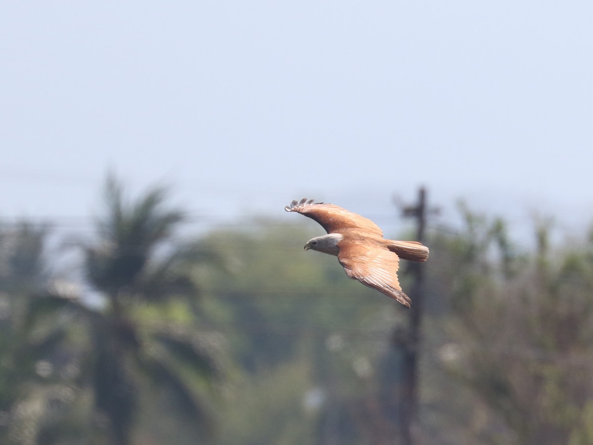 Brahminy Kite - ML634339247