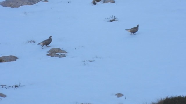 Caspian Snowcock - ML634339283