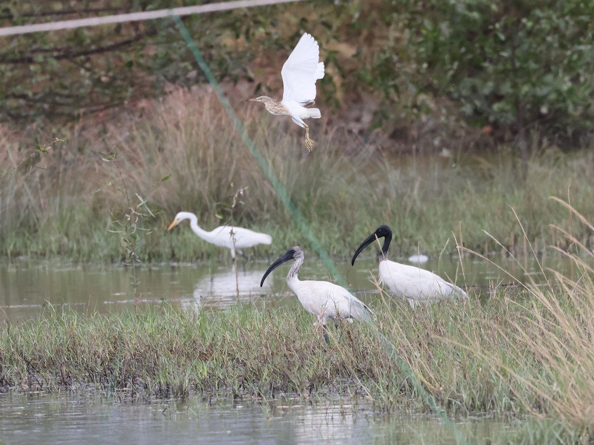 Black-headed Ibis - ML634339287