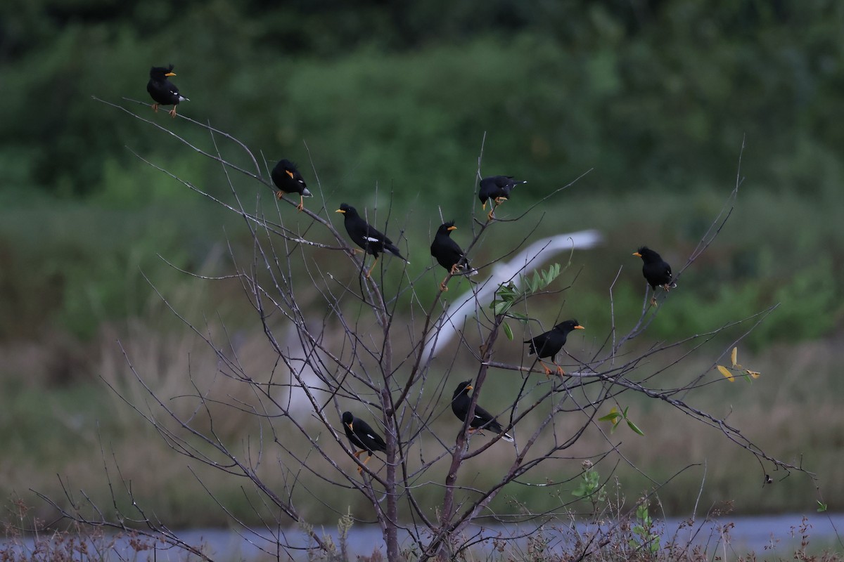 Great Myna - ML634339300