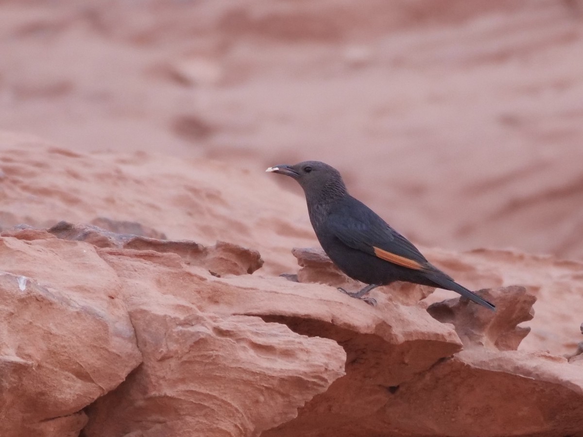 Tristram's Starling - ML634339301