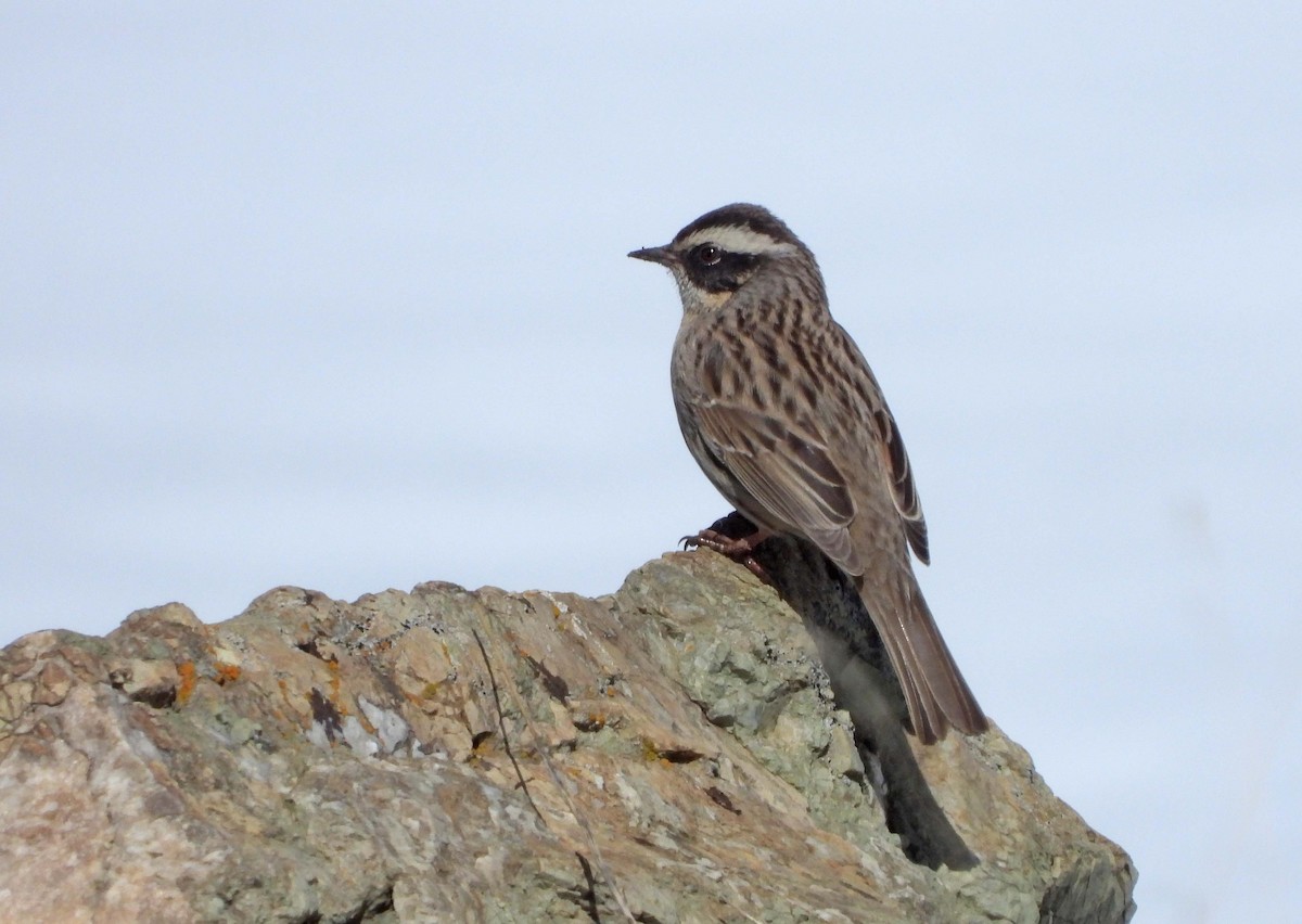 Radde's Accentor - ML634339306