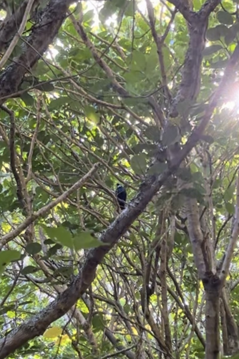 Tui - ML634339368
