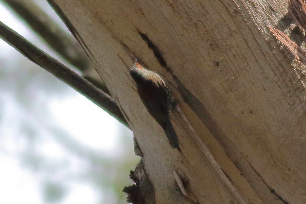 Red-browed Treecreeper - ML634339408
