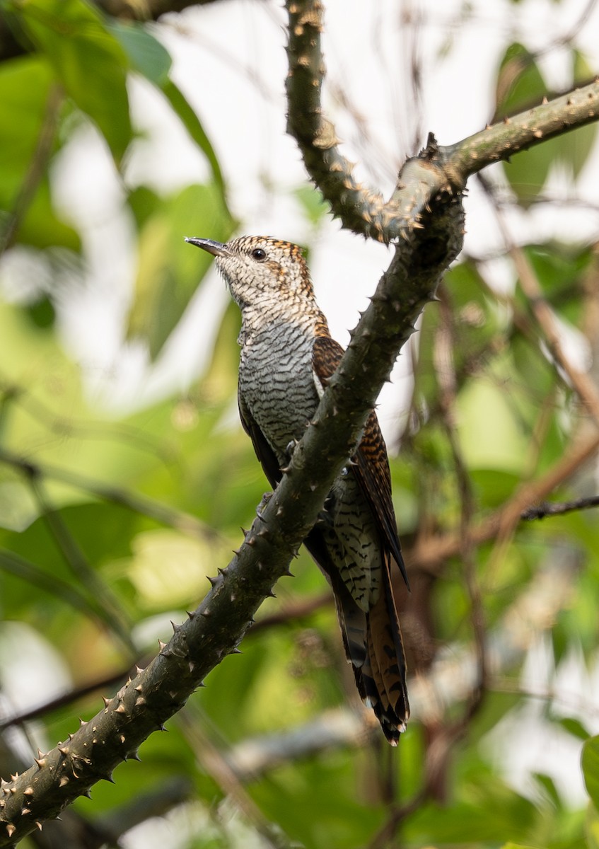 Banded Bay Cuckoo - ML634339482