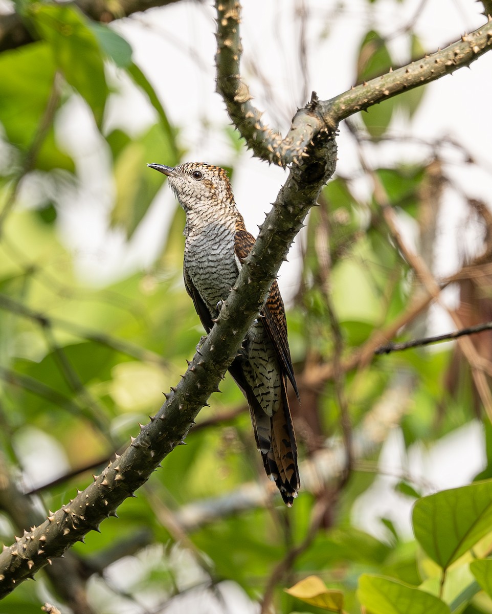 Banded Bay Cuckoo - ML634339483