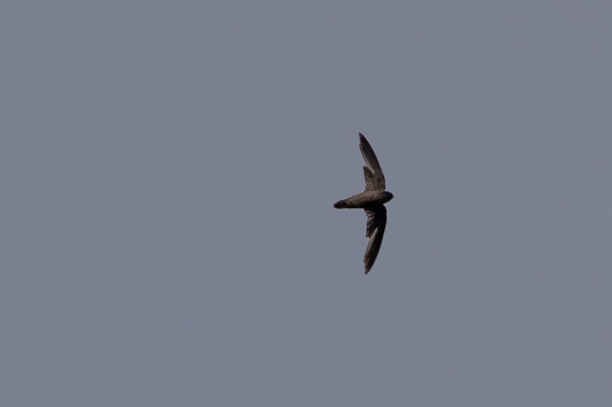 Plume-toed Swiftlet - ML634339670