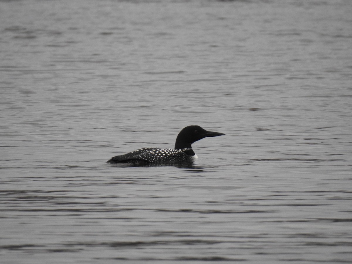 Common Loon - ML634339794