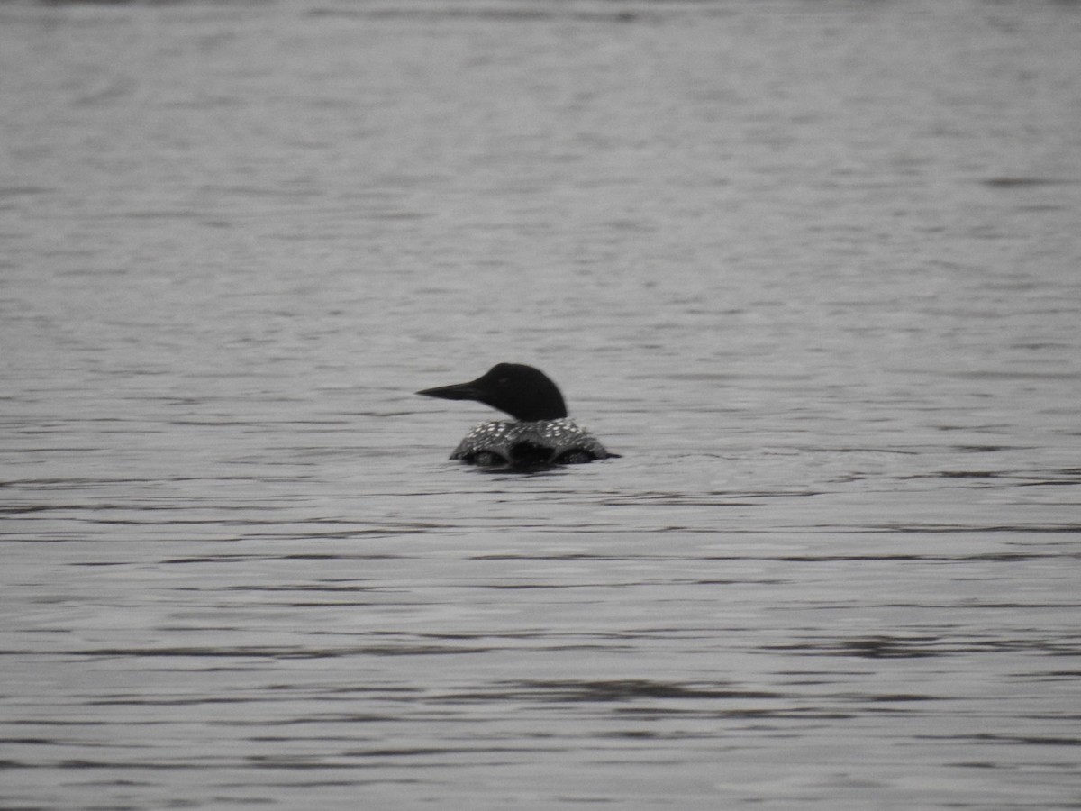 Common Loon - ML634339795