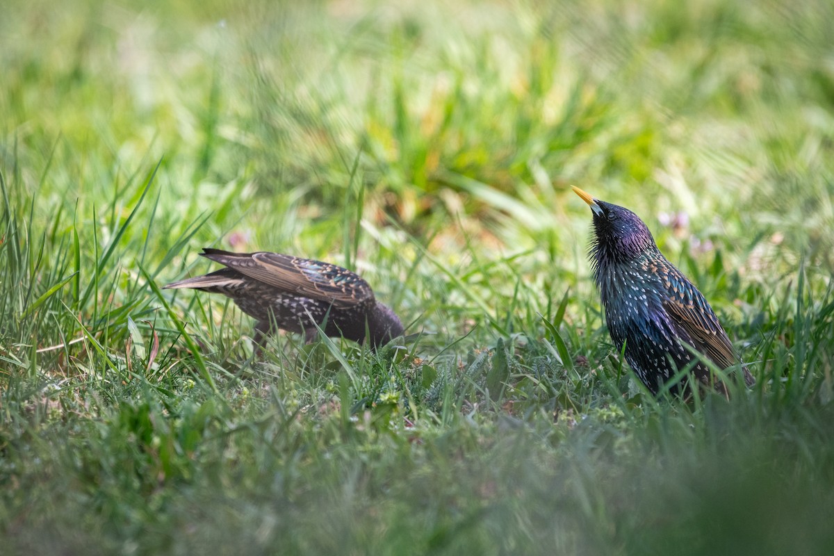 European Starling - ML634339825
