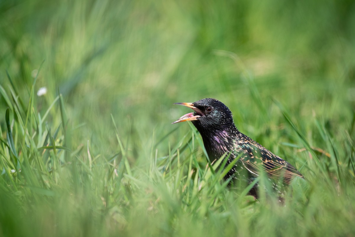 European Starling - ML634339827