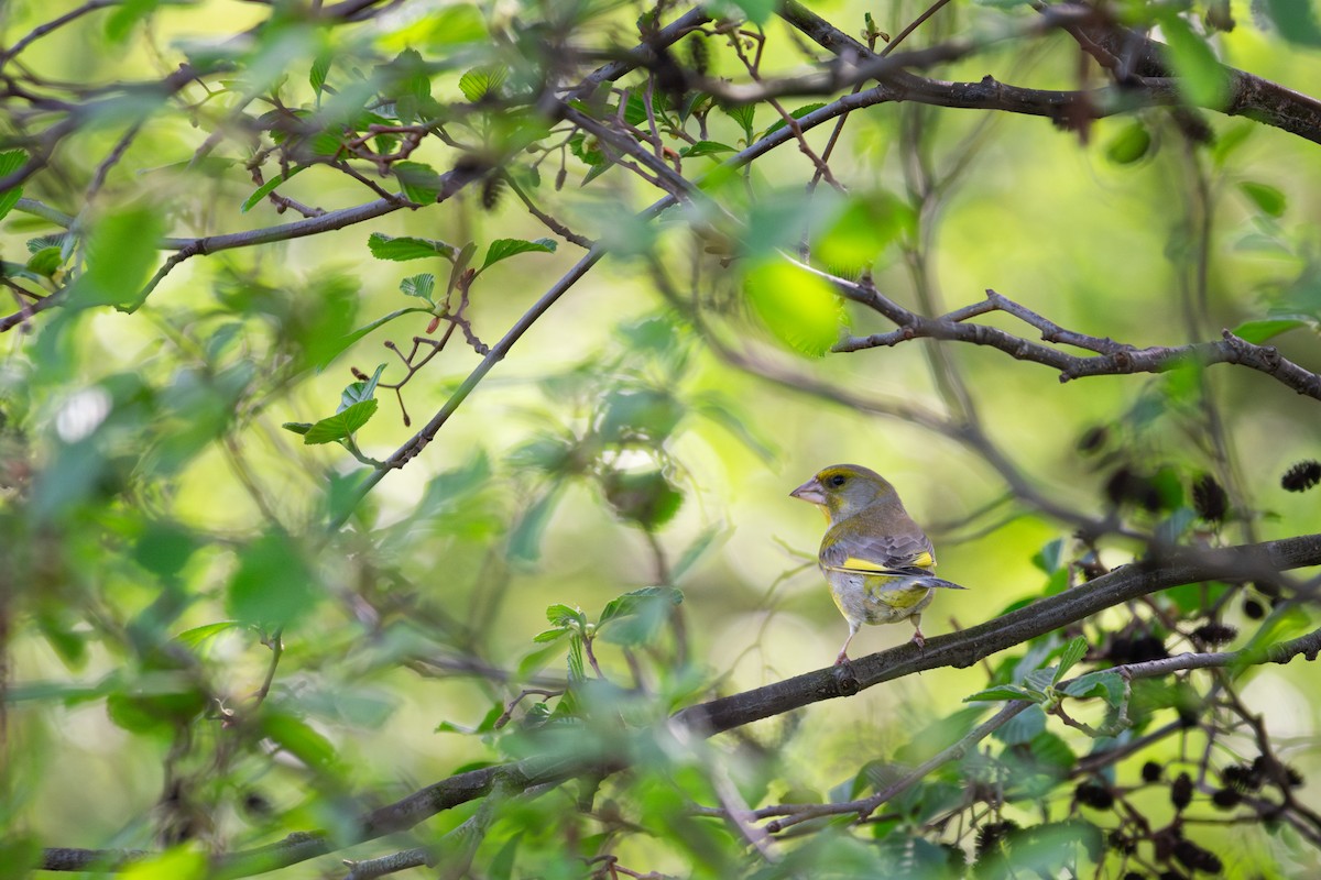 European Greenfinch - ML634339832