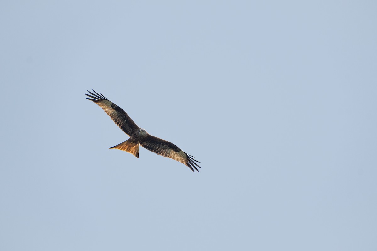 Red Kite - ML634339838