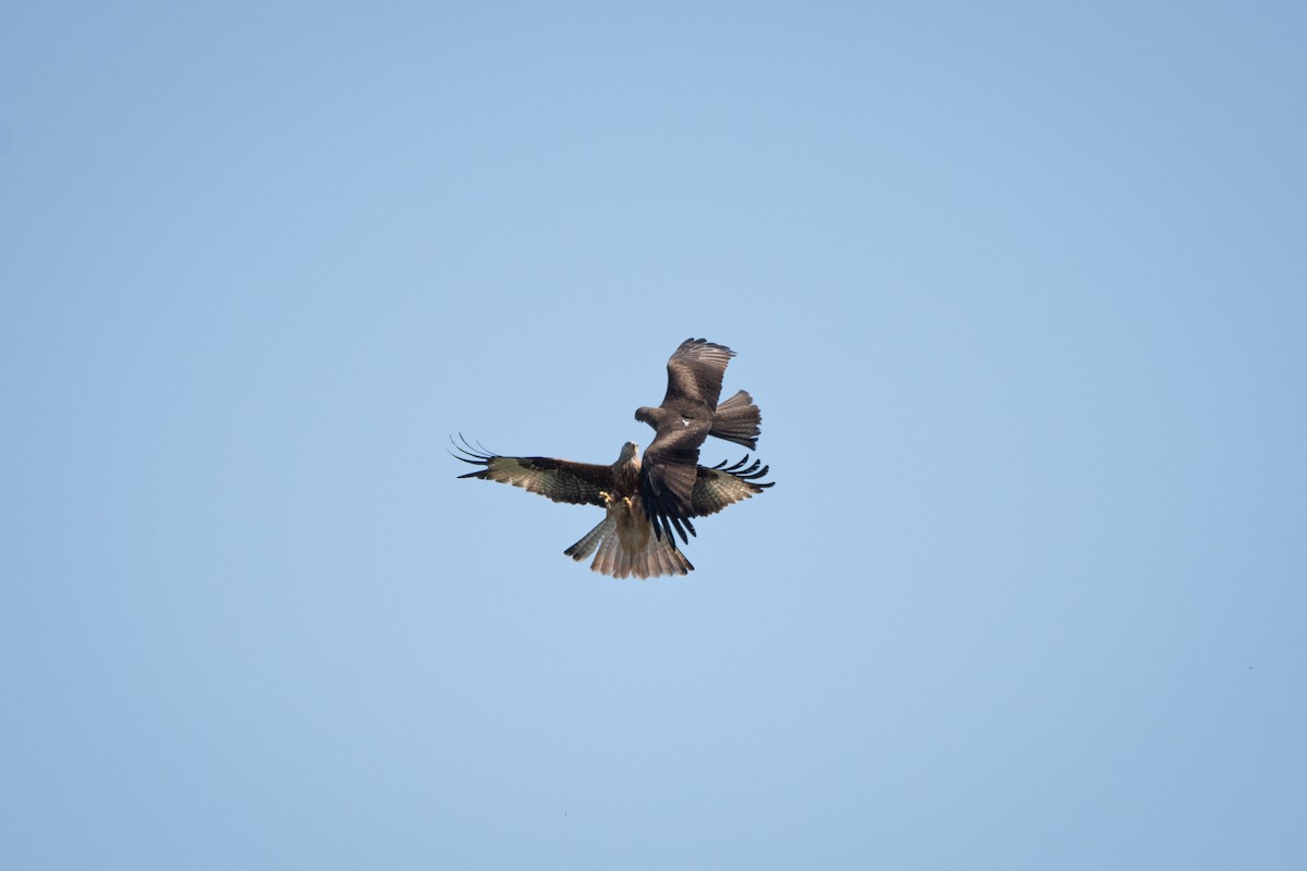 Black Kite - ML634339840