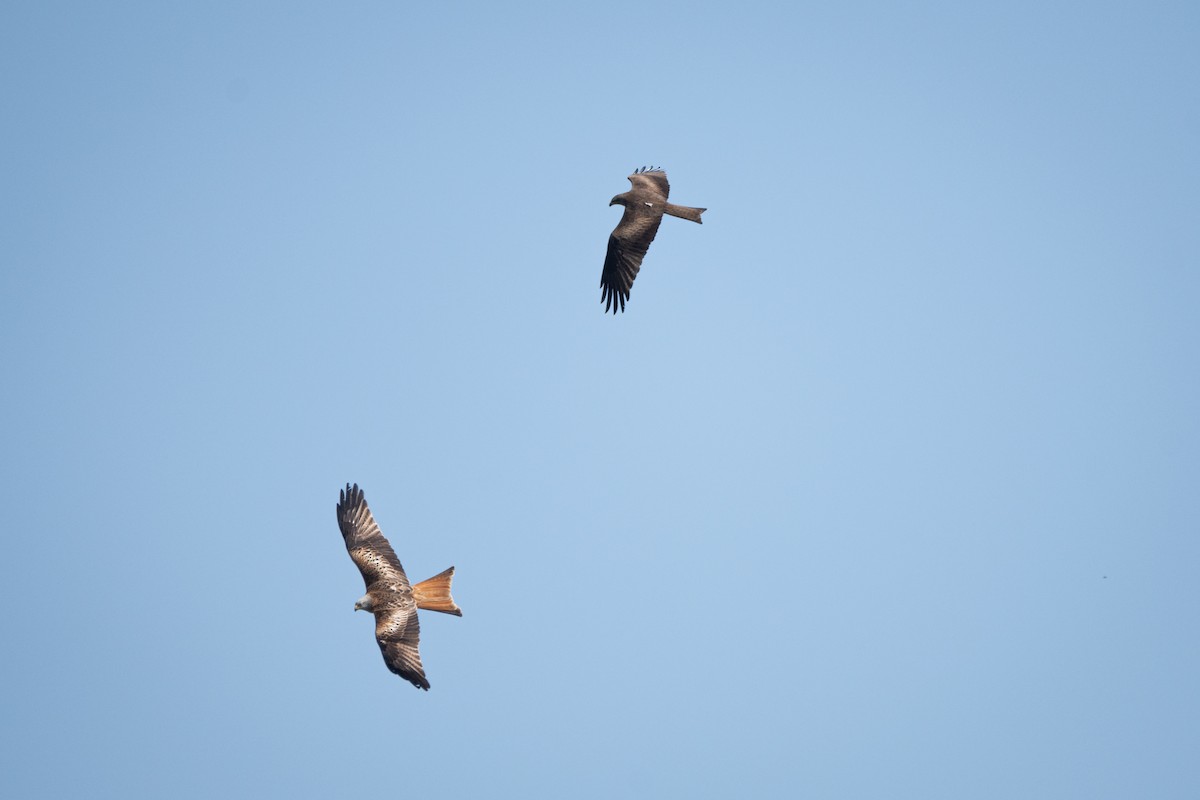 Black Kite - ML634339845