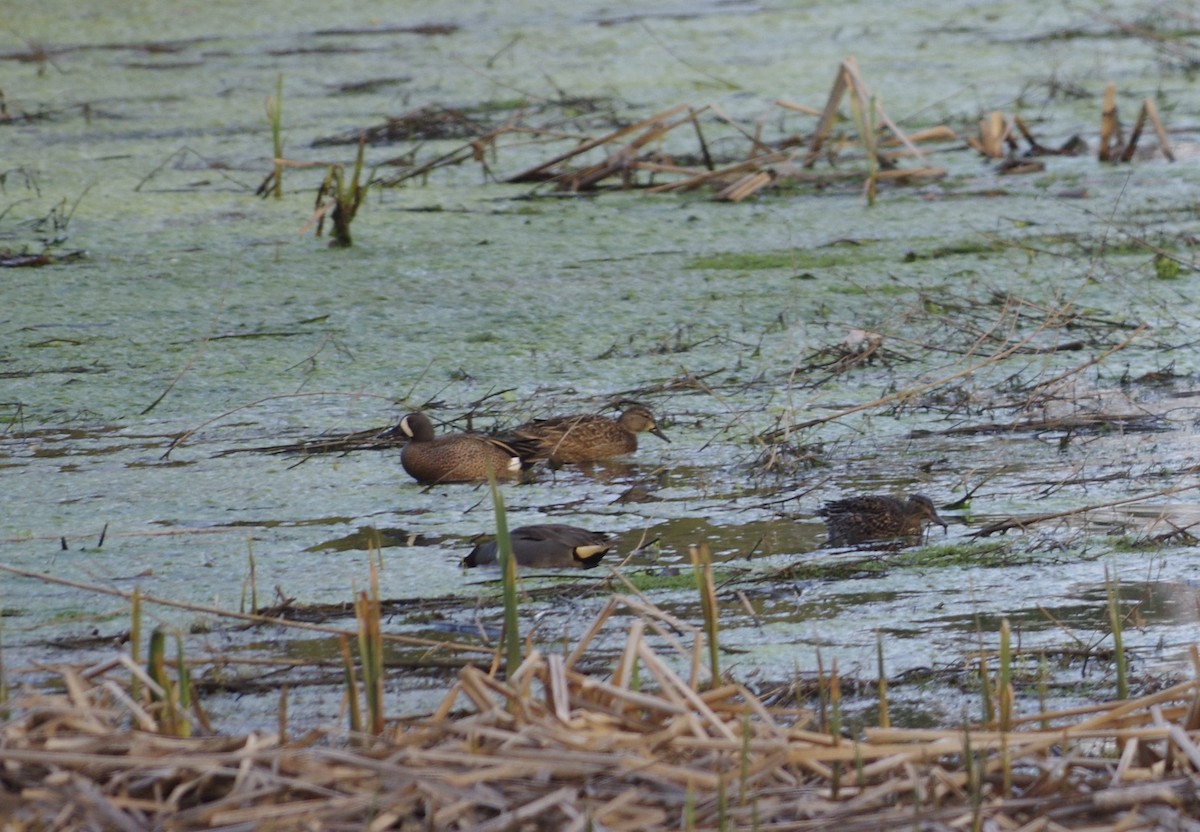 Blue-winged Teal - ML634339855