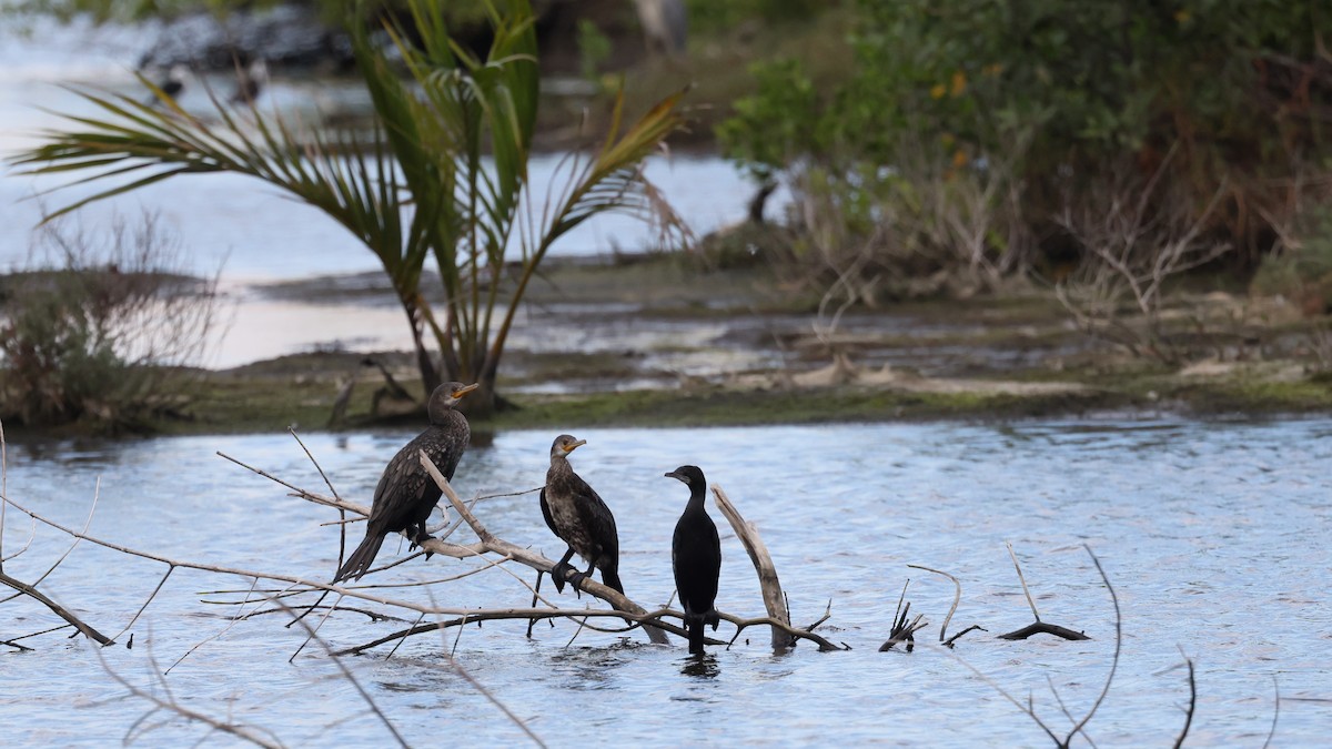 Little Cormorant - ML634339916