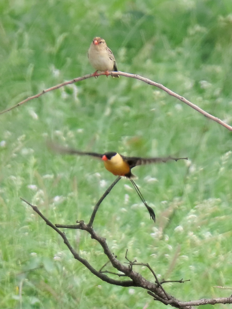 Shaft-tailed Whydah - ML634340008