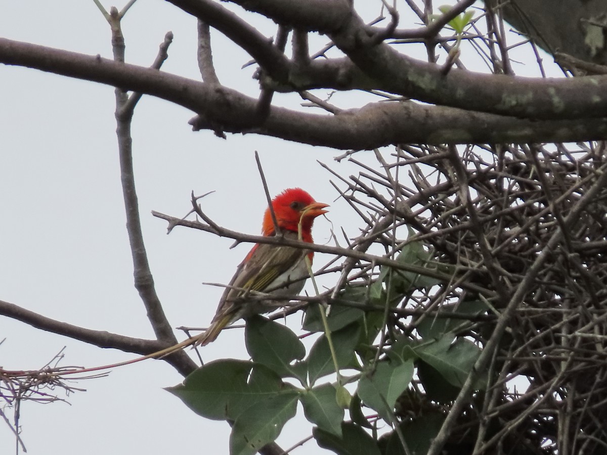 Red-headed Weaver - ML634340026