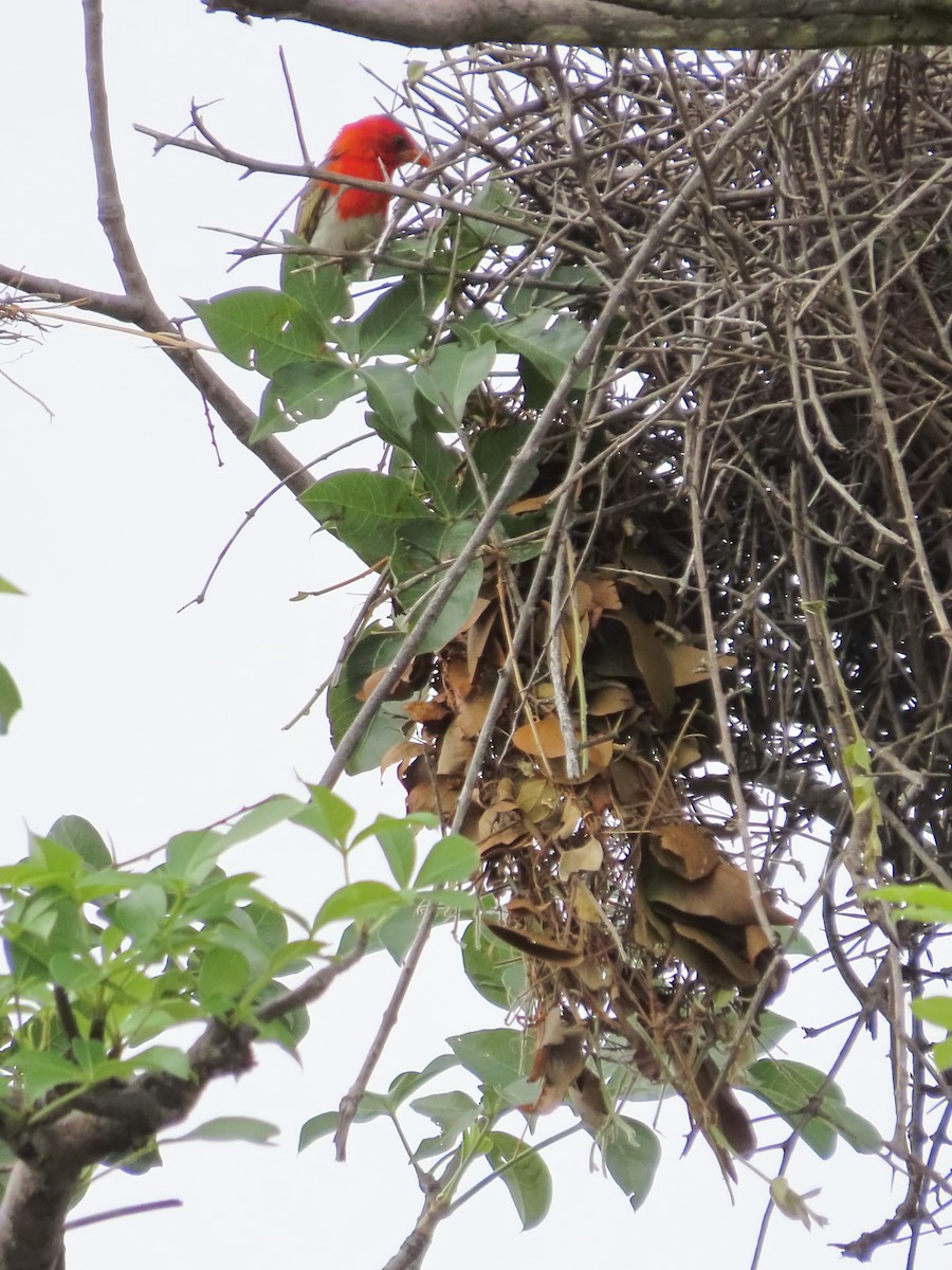 Red-headed Weaver - ML634340027
