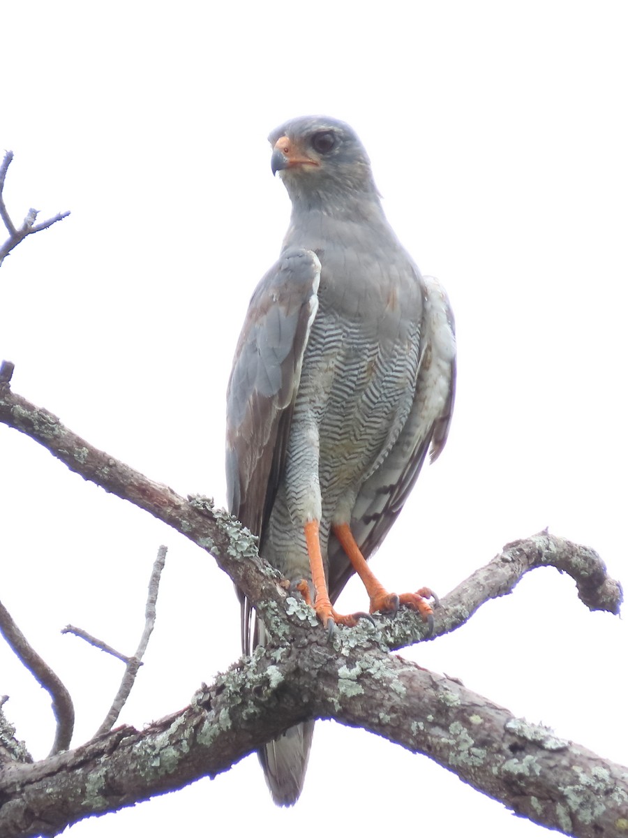 Dark Chanting-Goshawk - ML634340045