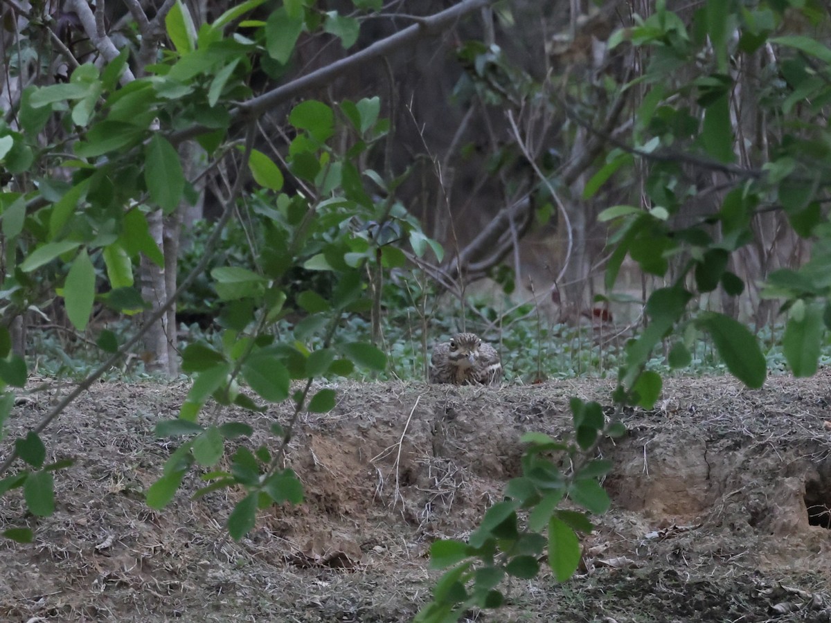 Indian Thick-knee - ML634340091