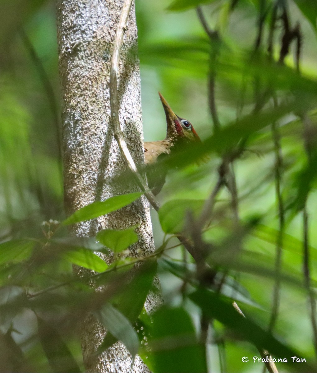 Crimson-winged Woodpecker - ML634340154