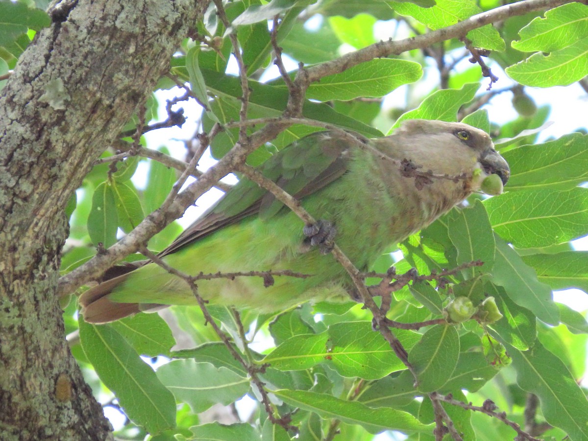 Brown-headed Parrot - ML634340157