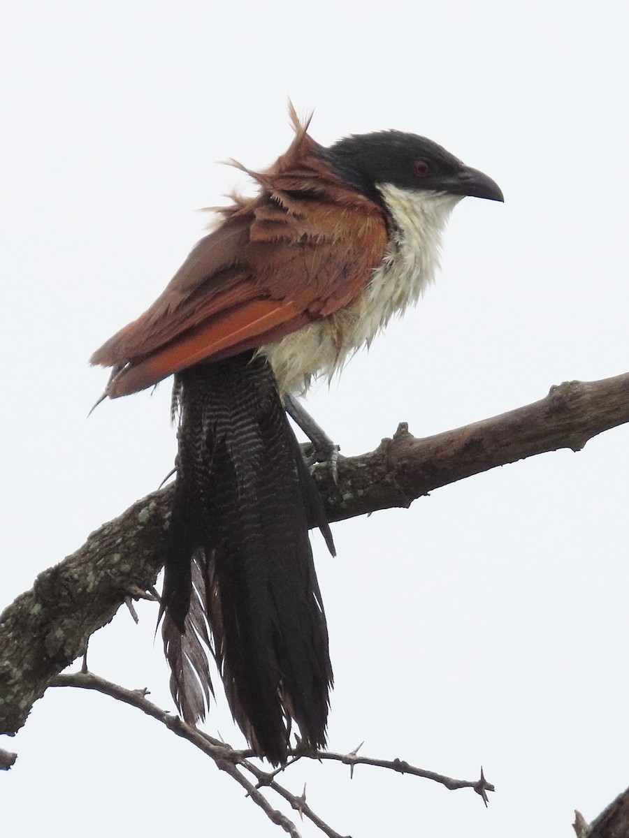 Burchell's Coucal - ML634340195