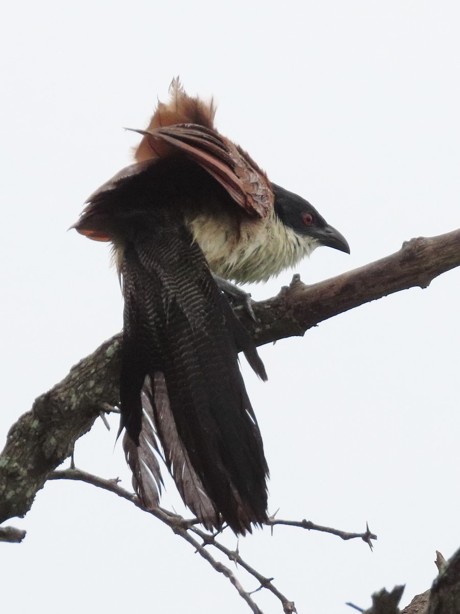 Burchell's Coucal - ML634340196