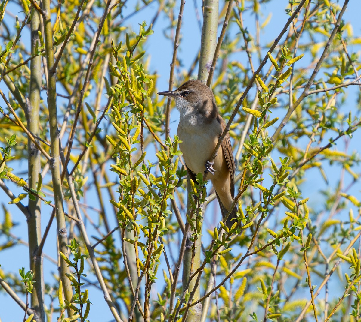 Great Reed Warbler - ML634340215