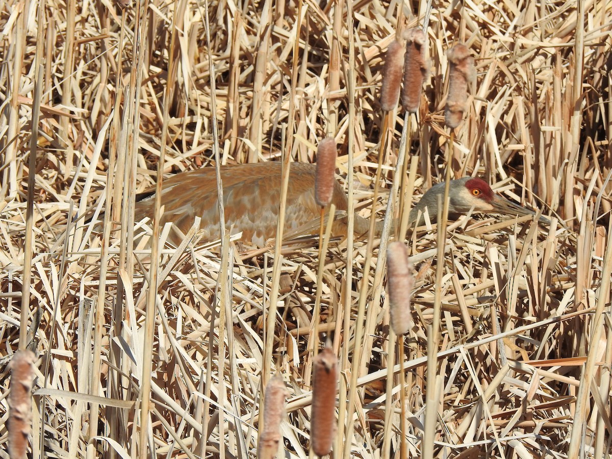Kanada Turnası - ML634340292