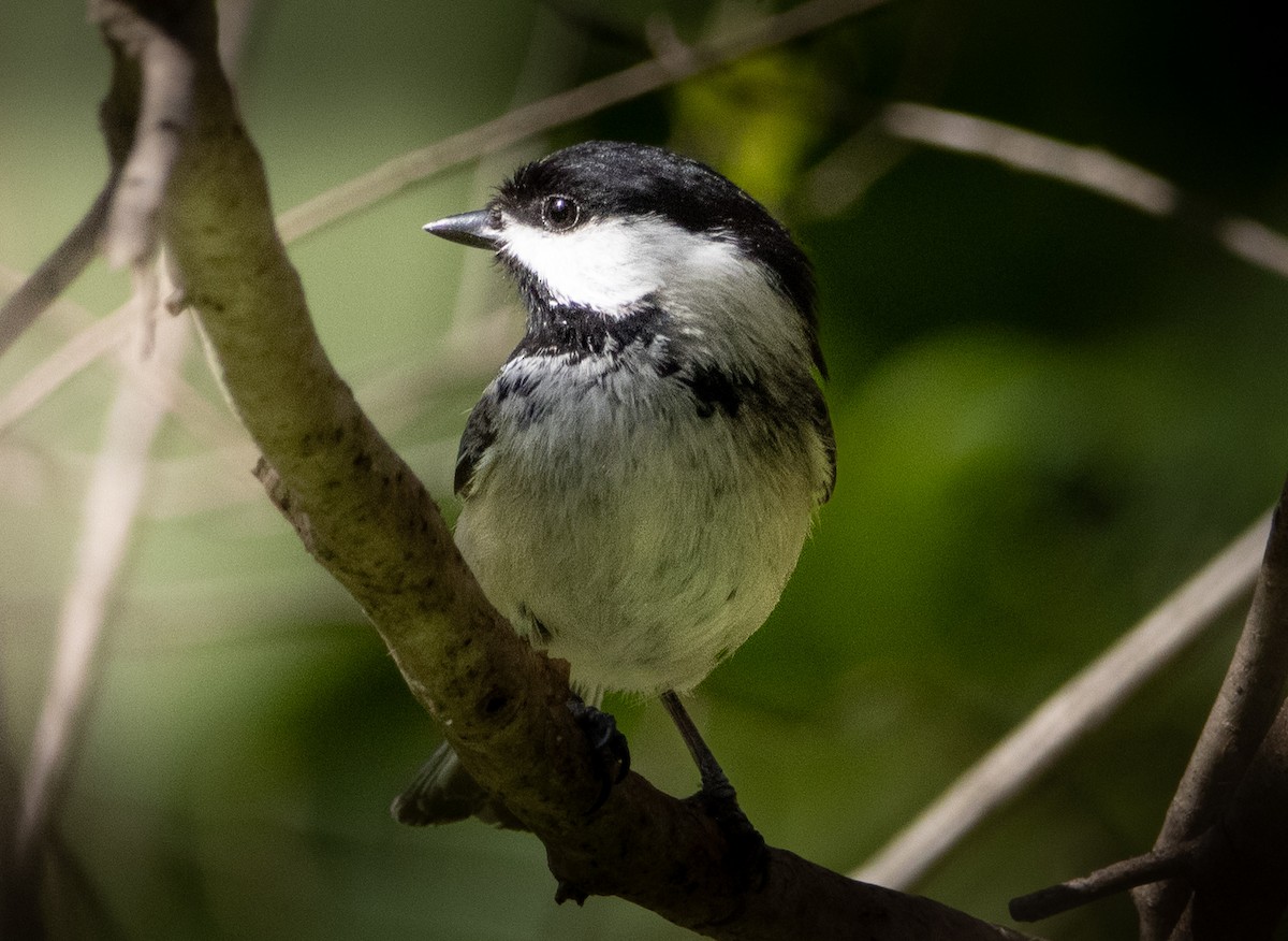Black-capped Chickadee - ML634340310